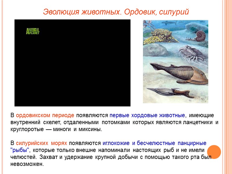 Эволюция животных. Ордовик, силурий В ордовикском периоде появляются первые хордовые животные, имеющие внутренний скелет,